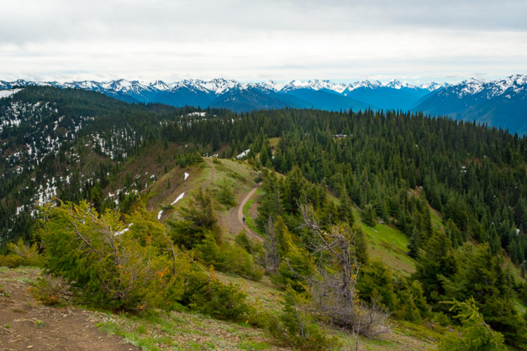 BLOG - Hurricane Ridge in Olympic National Park - 2TravelDads 