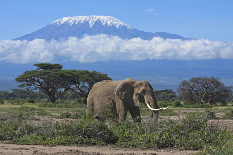 Elephants at the base of Mount Kilimanjaro - Explorer Kenya Tours - Kenya Gay Friendly Safaris